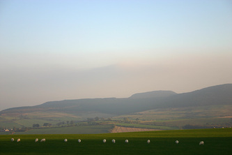 Sheep in a Line, Northumbria, 2005